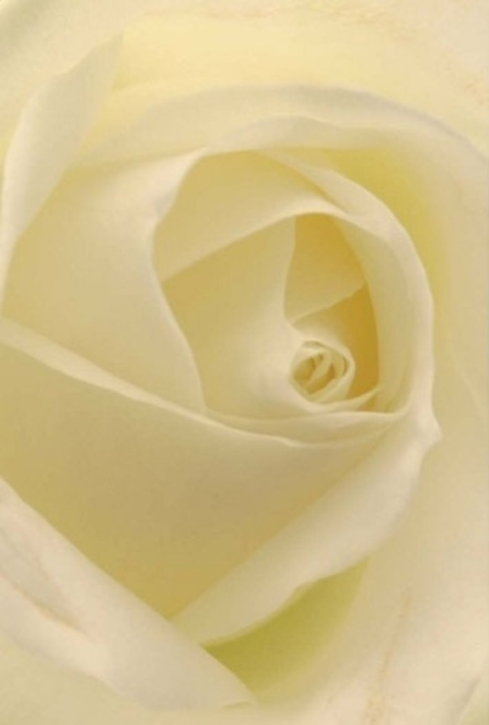 Drawn in close to this classic white rose, you find yourself immersed in the serene calm that only Canonbury's neighborhoods can inspire. The soft interplay of creamy, near-luminous petals creates a sense of depth and tranquility-each layer reflecting the gentle, honeyed light that often graces gardens along St Paul's Road. The spiral at the flower's heart is near-perfect, showcasing the patient craftsmanship of Canonbury Flowers' skilled florists. Subtle shadows blend seamlessly into the warm whites and pale creams, hinting at hidden resilience beneath outward delicacy. The scent is as clean and understated as a cool breeze off the Regent's Canal, evoking a sense of peace and thoughtful intention. This rose is more than a bloom-it's a symbol suited for moments requiring refinement, sincerity, or heartfelt emotion: from quiet apologies to romantic gestures or graceful tributes at local ceremonies. Each flawless petal whispers stories of nature's wisdom and the care invested by hands rooted in Canonbury's close-knit community. Whether chosen as a single, elegant centerpiece or part of a generous bouquet for delivery across Islington, the rose radiates timeless beauty and the promise of fresh beginnings.