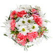 Feel the vibrant energy of Canonbury in this stunning round bouquet, thoughtfully arranged with a flourish of cheerful white daisies and their vivid green centres. Coral-pink carnations, lush and densely ruffled, infuse the ensemble with a welcoming warmth that calls to mind the gardens of Duncan Terrace. Delicate sprays of baby's breath float between the brighter blooms, adding a light, ethereal softness that lifts the whole display. Sprigs of eucalyptus introduce gentle green and silvery tones, their fresh aroma lingering with every arrangement, while petite, unopened buds suggest imminent new life-perhaps Peruvian lilies, catching the eye with understated streaks of purple and rose. The bouquet's structure is at once tight and airy, with each stem carefully placed so the flowers radiate like sunlight across a crisp white background. This arrangement, lovingly crafted by local florists, is perfect for marking birthdays, sending kind wishes, or adorning a table at a Canonbury café or home near the Regent's Canal. With its harmonious blend of colour, natural fragrance, and expert design, the bouquet brings an atmosphere of joyful renewal and heartfelt elegance-delivering the essence of Canonbury's charm and the skill of its flower artists directly to your door.